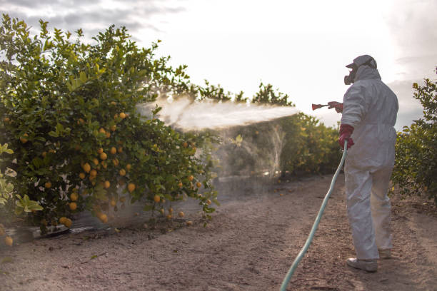 Best Best Pest Control Companies  in Anthony, NM