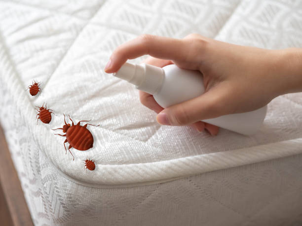 Best Exterminator Services  in Anthony, NM