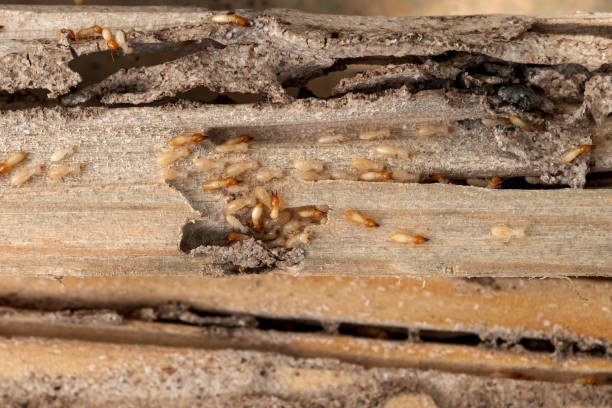 Best Emergency Pest Control  in Anthony, NM