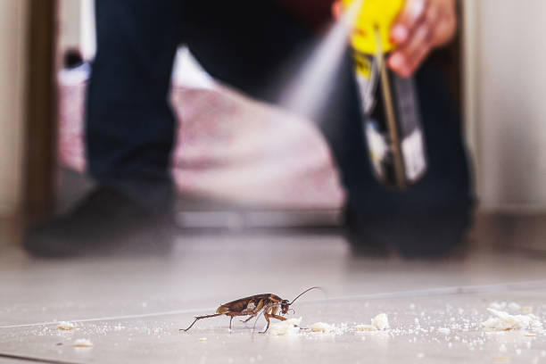Trusted Anthony, NM Pest Control Experts